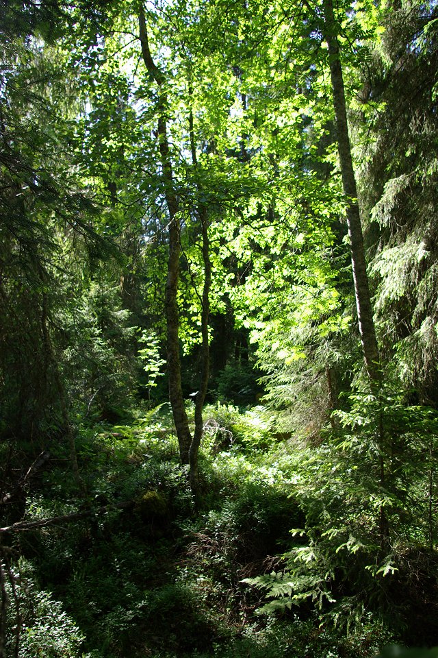 Torvalla urskog - juni 2008 lummig urskog