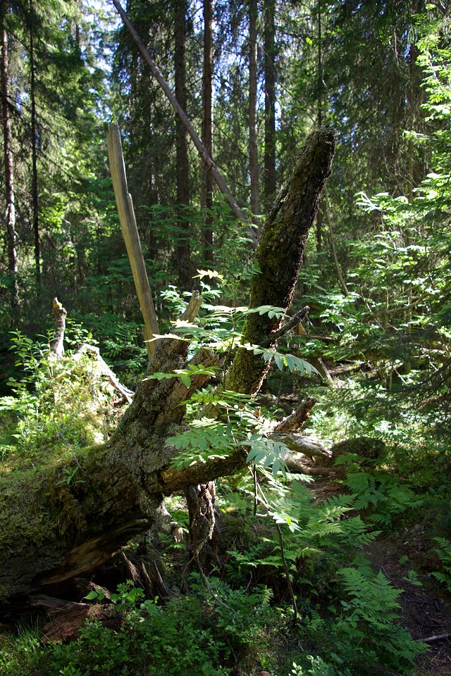 Torvalla urskog - juni 2008 stubbe urskog