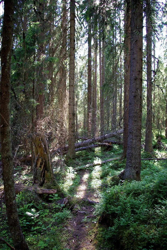 Torvalla urskog - juni 2008