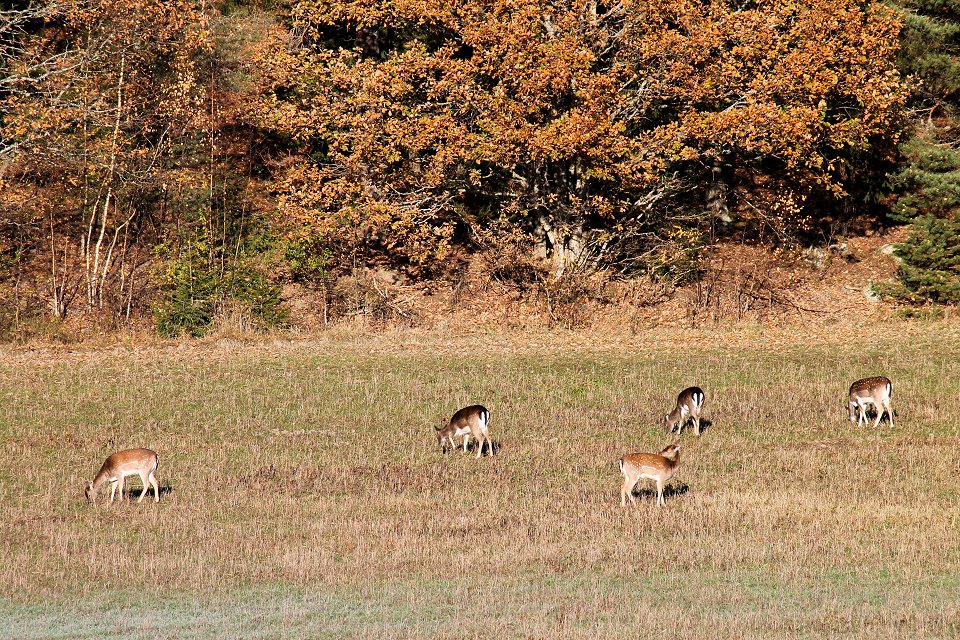 Trosa - oktober 2012 skog hjortar