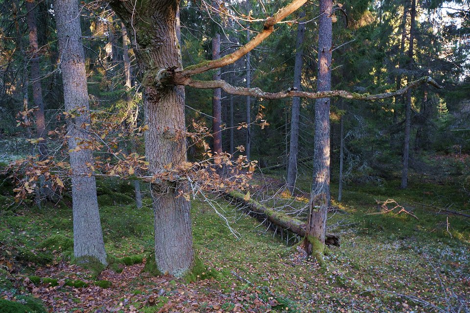 Trosa - oktober 2012 skog stammar