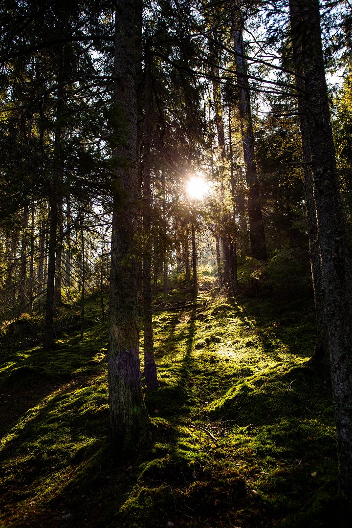Tyresta nationalpark - oktober 2018 solen skimrar