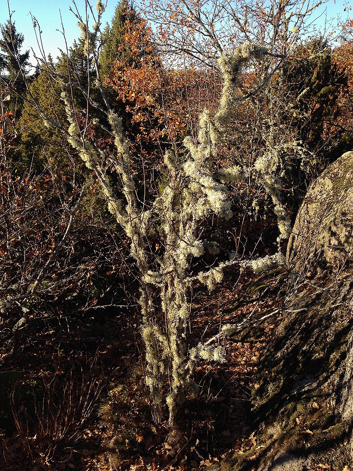 Uvbergets naturreservat - oktober 2016 lavar pa tradet