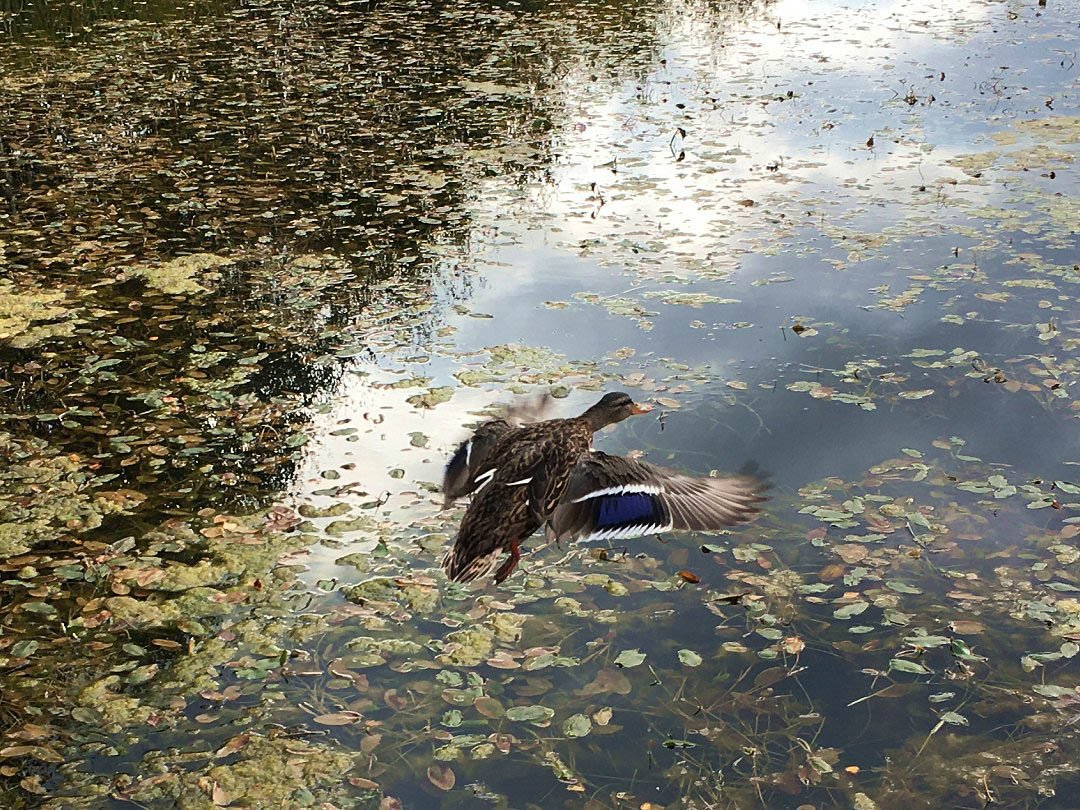 Vattenparken, Enköping - oktober 2021