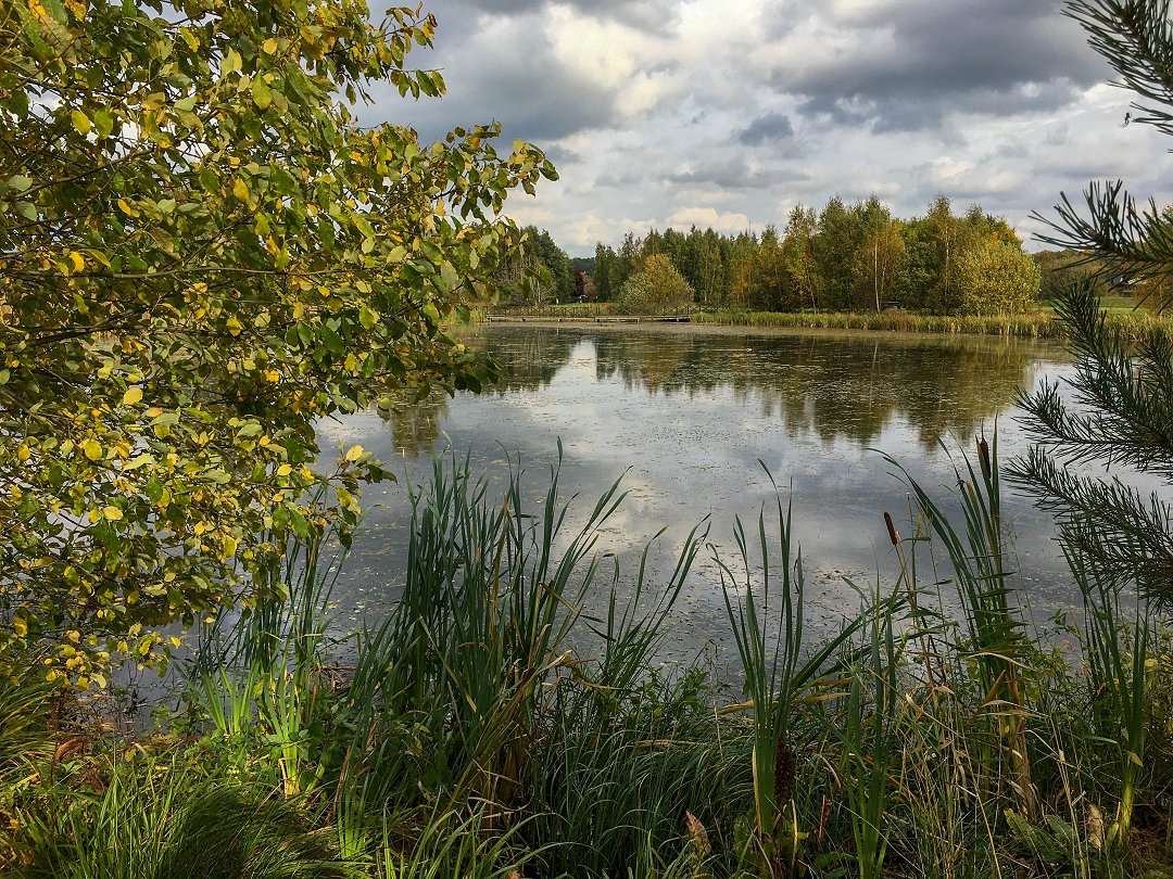 Vattenparken, Enköping - oktober 2021 vass