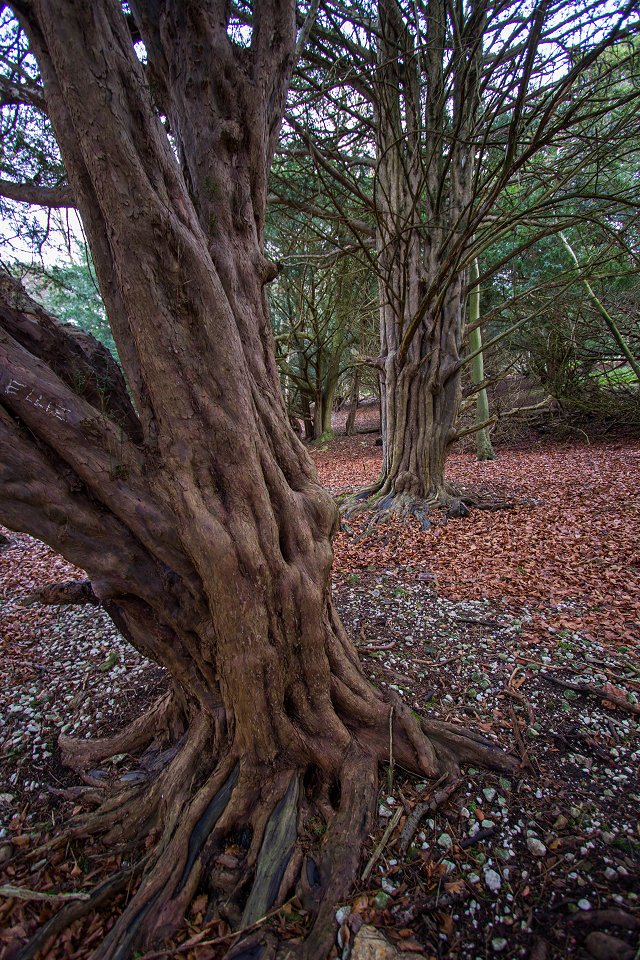 kingley Vale National Nature Reserve England - december 2013