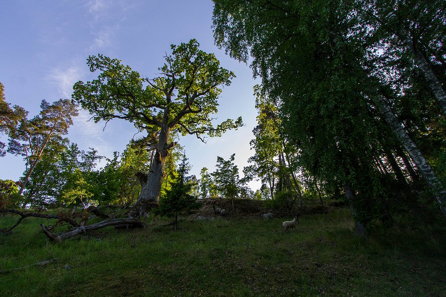 Görvälns slott - maj 2016 skogs backe