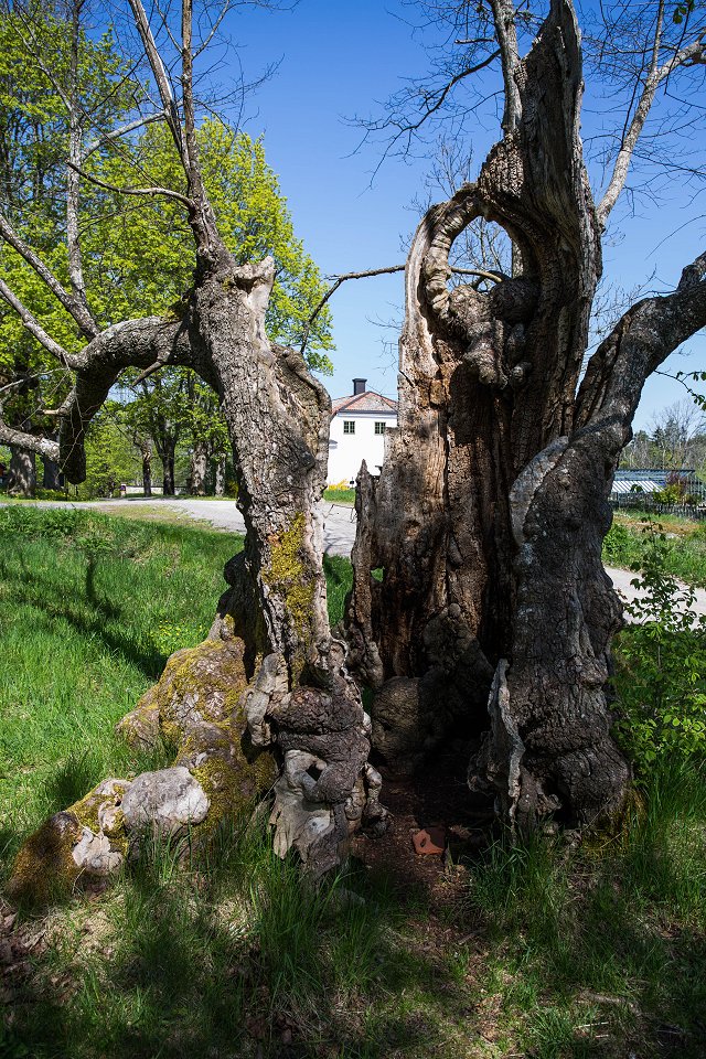 Löfstad slott Norrköping - maj 2018 hollow tree