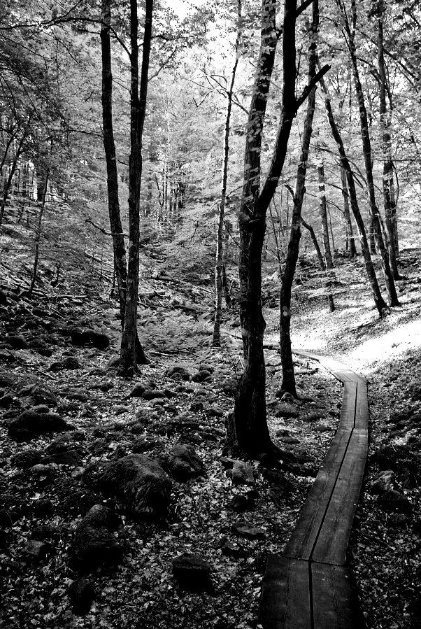 Foto natur Söderåsen