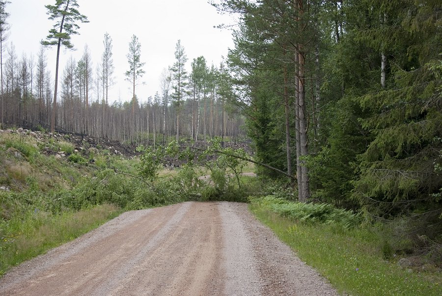 Norra Kvills nationalpark - juli 2012 0Imgp0674