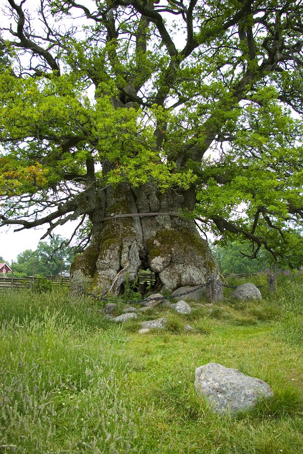 Norra Kvills nationalpark - juli 2012 1Imgp0682