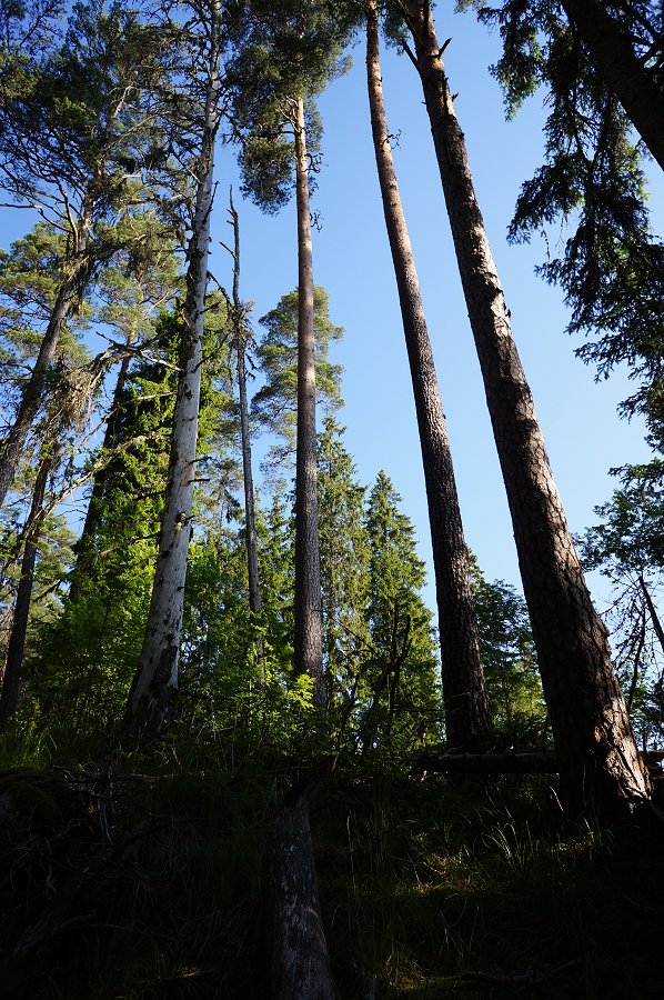 Norra Kvills nationalpark - juli 2012 Dsc00848