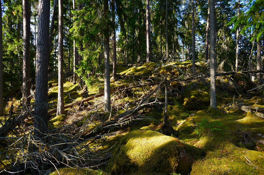 Norra Kvills nationalpark - juli 2012 Dsc00849