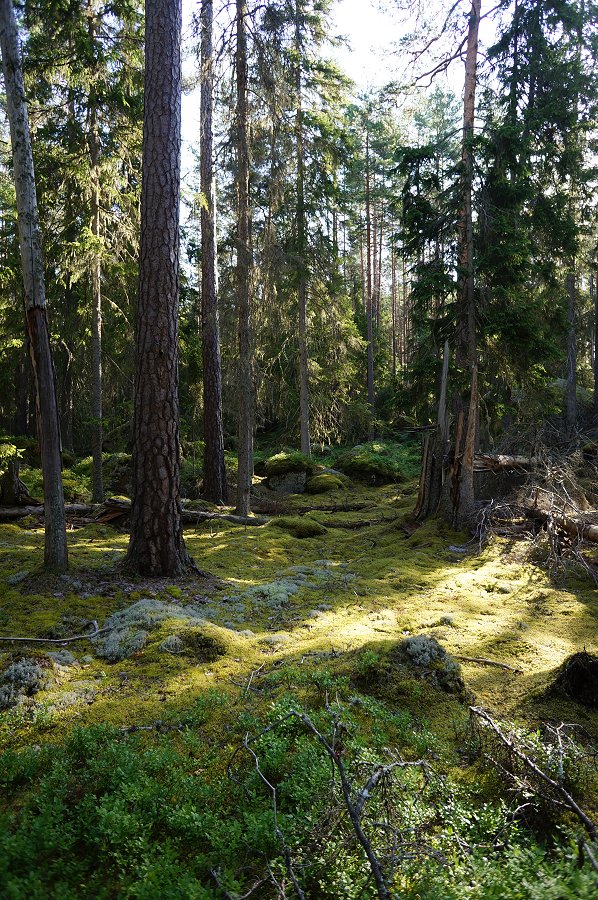 Norra Kvills nationalpark - juli 2012 Dsc00851