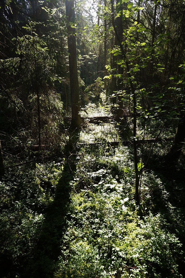 Norra Kvills nationalpark - juli 2012 Dsc00853