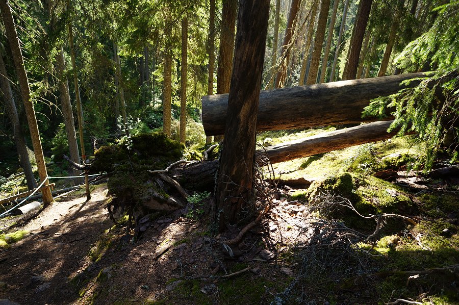 Norra Kvills nationalpark - juli 2012 Dsc00859