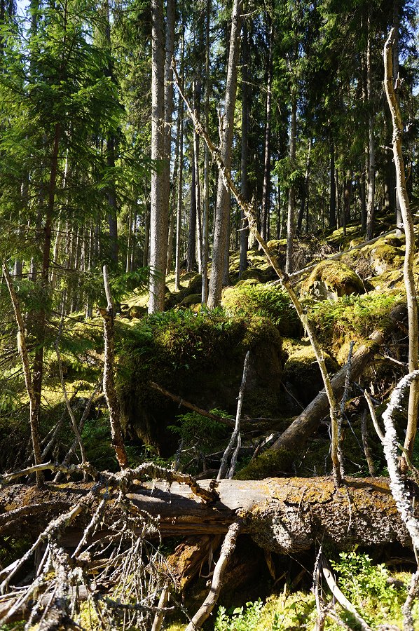 Norra Kvills nationalpark - juli 2012 Dsc00873