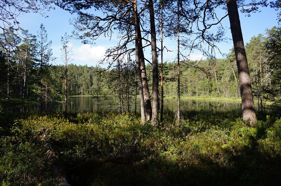 Norra Kvills nationalpark - juli 2012 Dsc00878