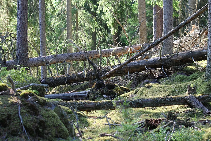 Norra Kvills nationalpark - juli 2012 Img 9766