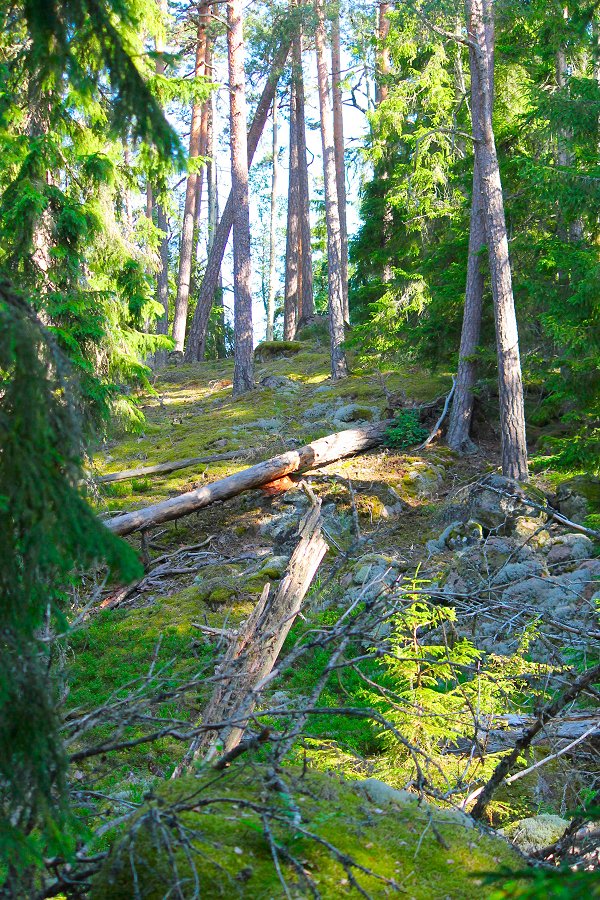 Norra Kvills nationalpark - juli 2012 Img 9772