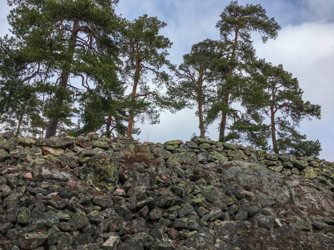 Salsta Fornborg - mars 2021 tallar stenar