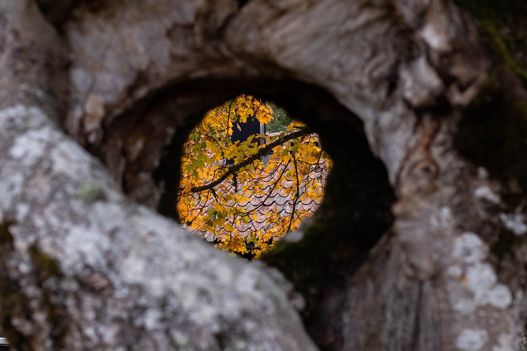 Biskops-Arnö herrgård - oktober 2018 hole in the tree