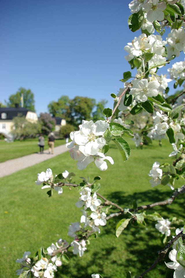 Färna herrgård - maj 2008 appel blom