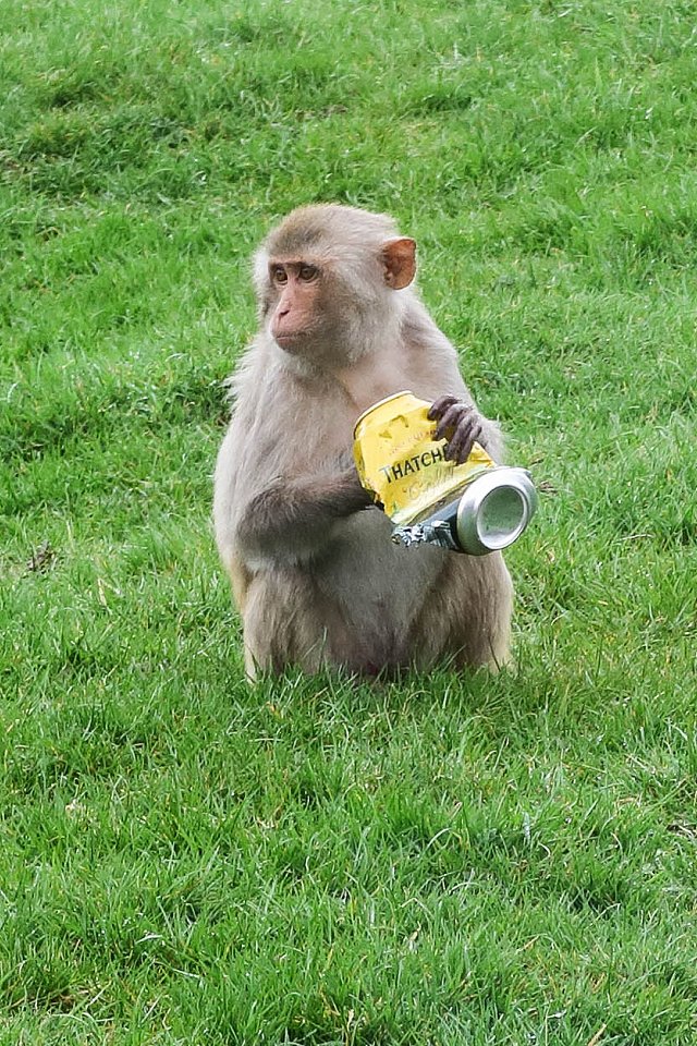 Longleat Manor Safari Park - april 2018 monkey with a can