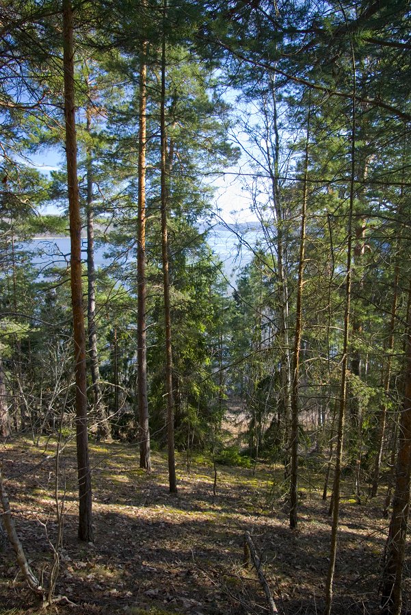 Bålsta Ekilla - april 2011 skog backe