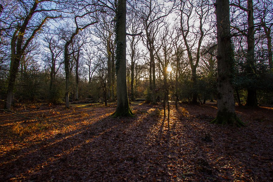 England New Forest - December 2013 IMG 2766