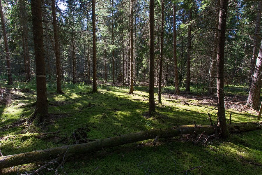 Fiby Urskog - Augusti 2015 mossig skog