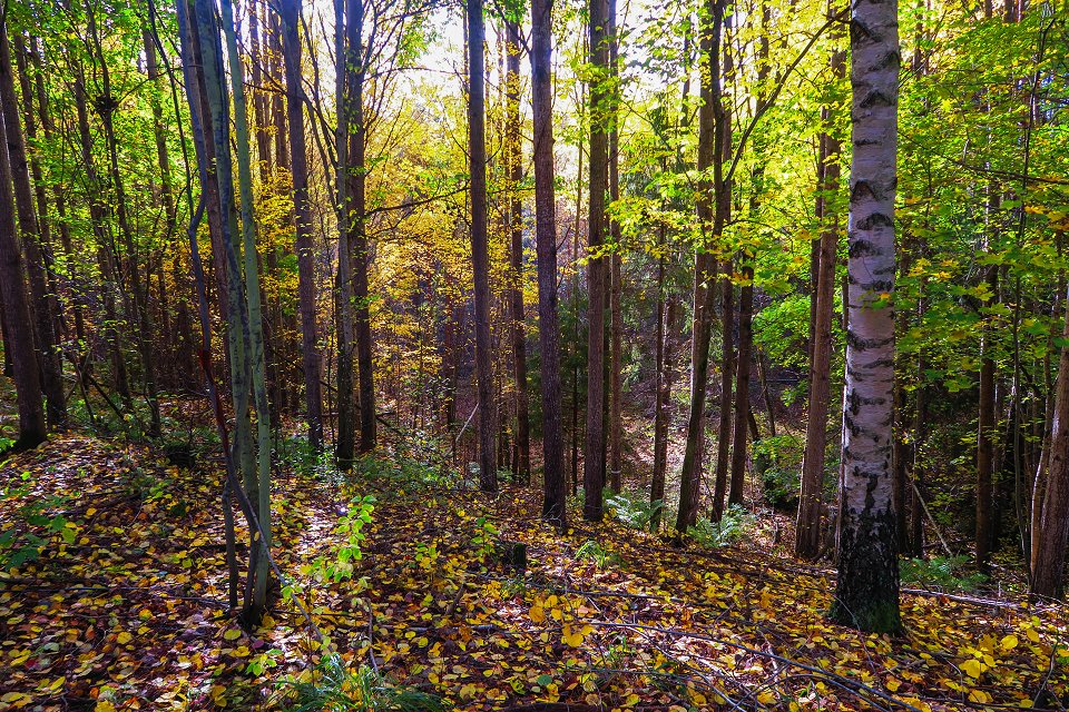 Granåsens naturreservat - oktober 2017 sluttning i skogen