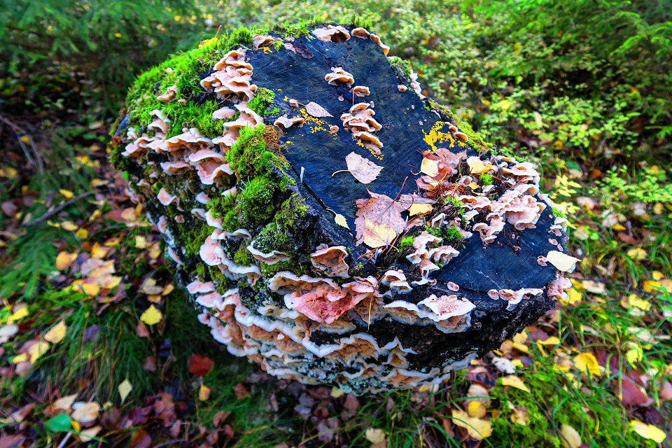 Granåsens naturreservat - oktober 2017 stubbe rosa svampar