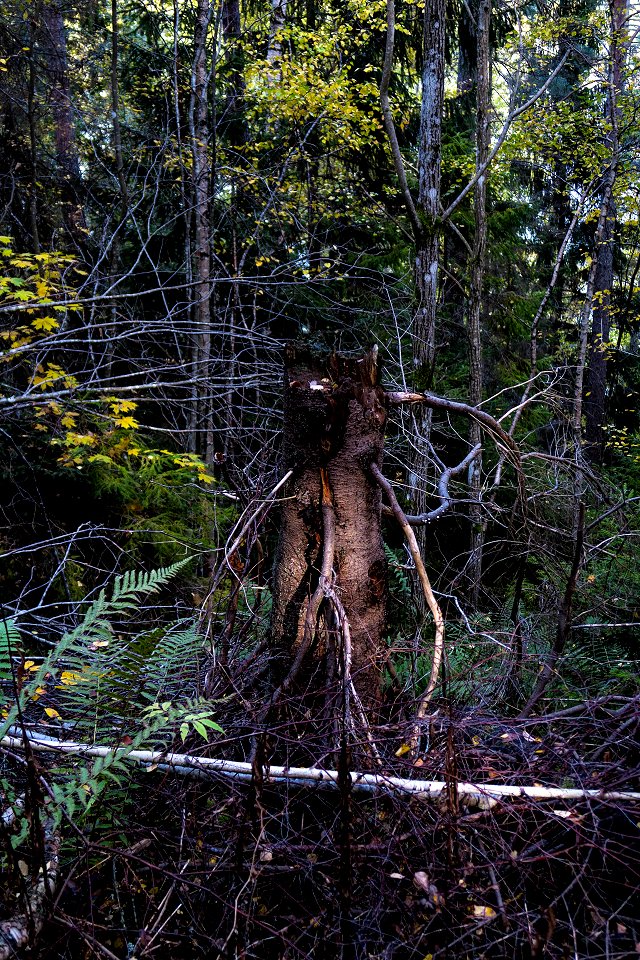 Granåsens naturreservat - oktober 2017 stubben