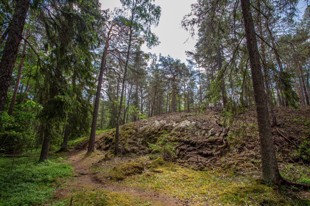 Grimsta naturreservat, Stockholm - juni 2020 kulle