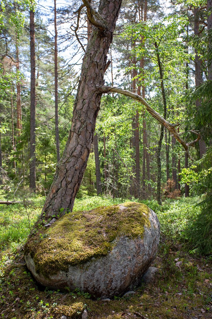 Grimsta naturreservat, Stockholm - juni 2020 sten trad