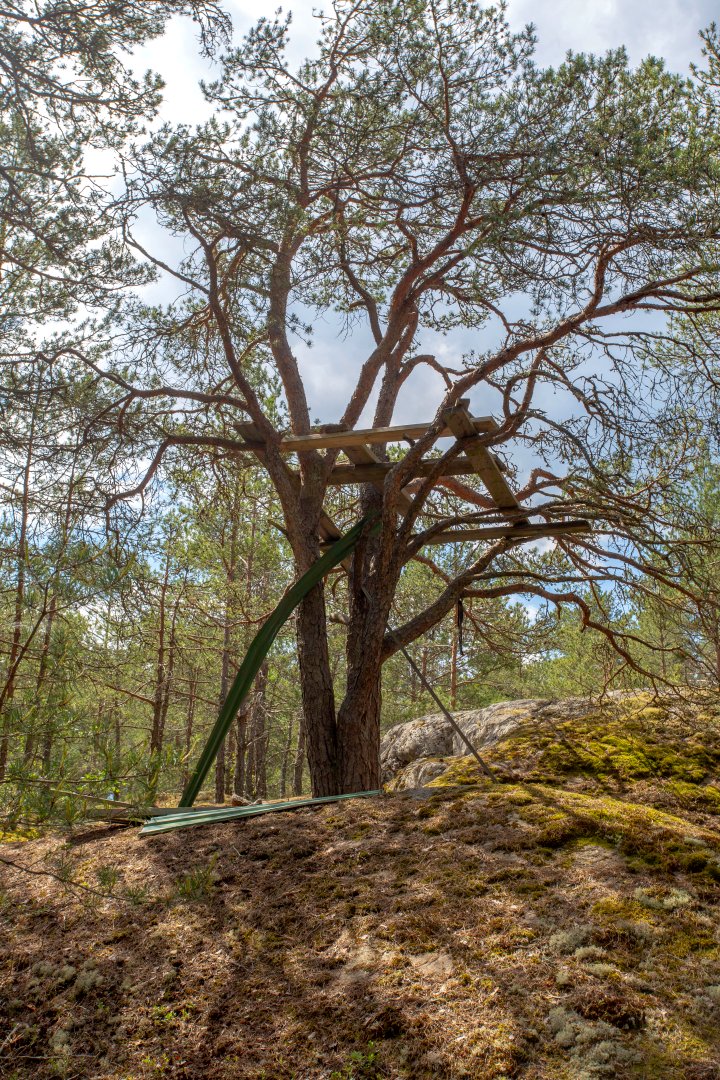 Grimsta naturreservat, Stockholm - juni 2020 trad koja