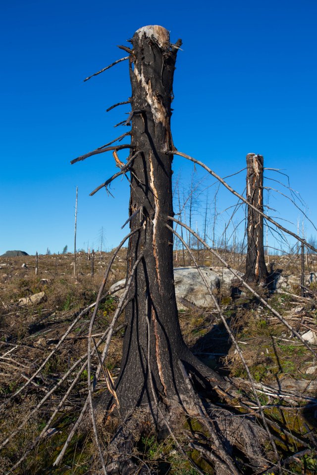 Hälleskogsbrännan - oktober 2016 stammen avbruten pa mitten
