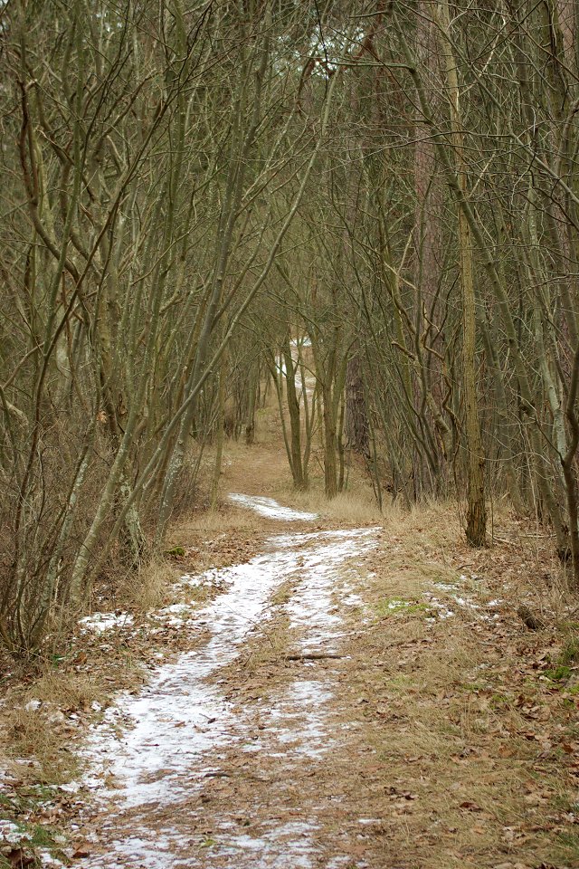 Huvududdens naturreservat - feb 2009 snar runt om stigen