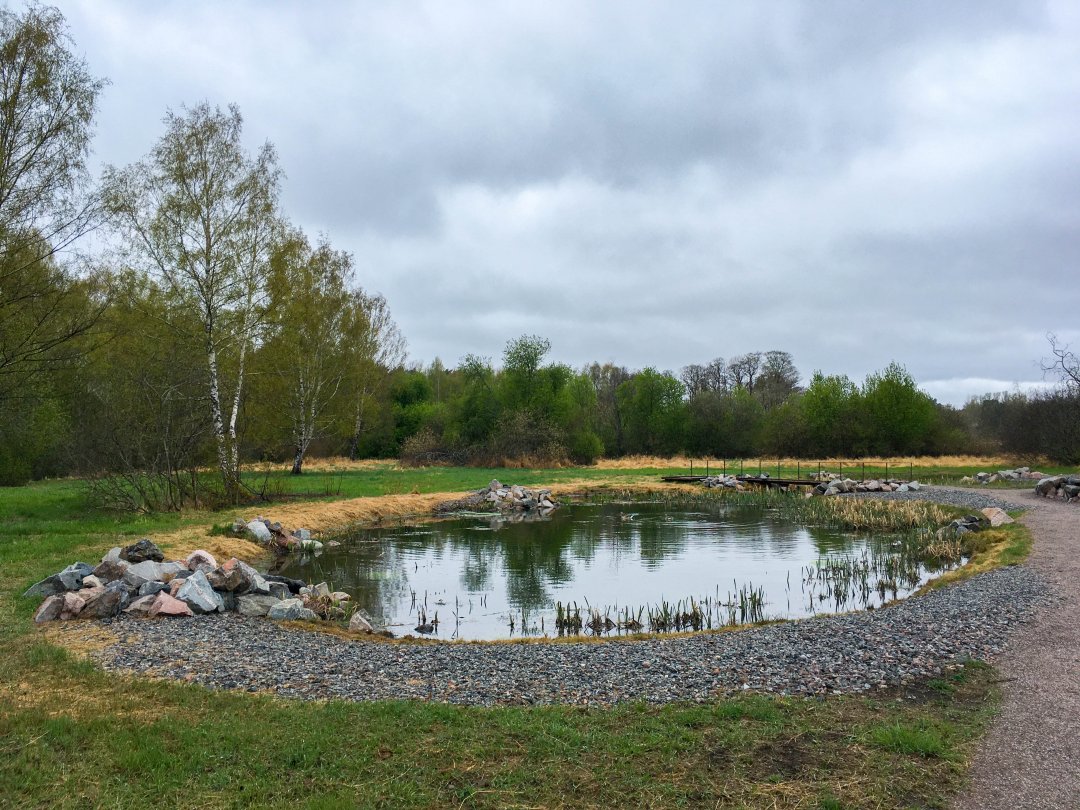 Igelbäckens naturreservat, Sundbyberg - maj 2022 groddammen