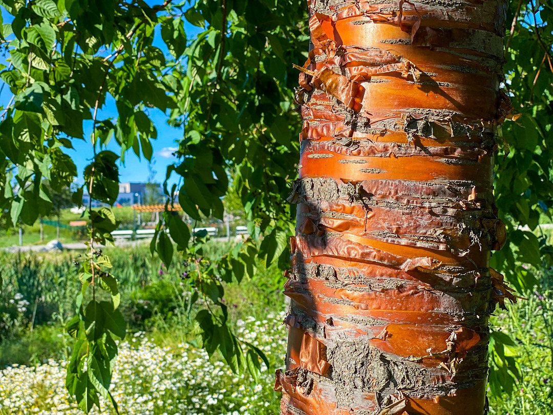 Kyrkparken, Järfälla - juli 2022 naver stam