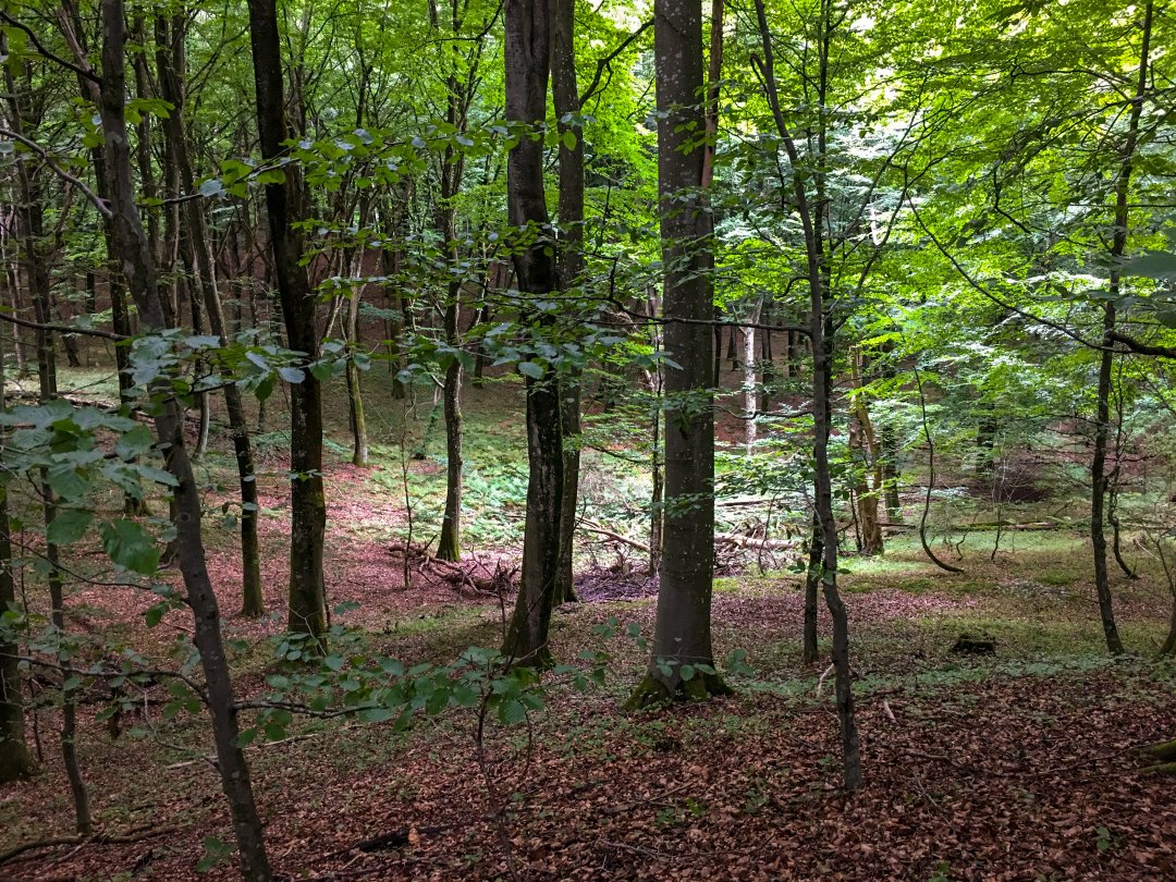 Lövestads åsar, Skåne - augusti 2021 skogen