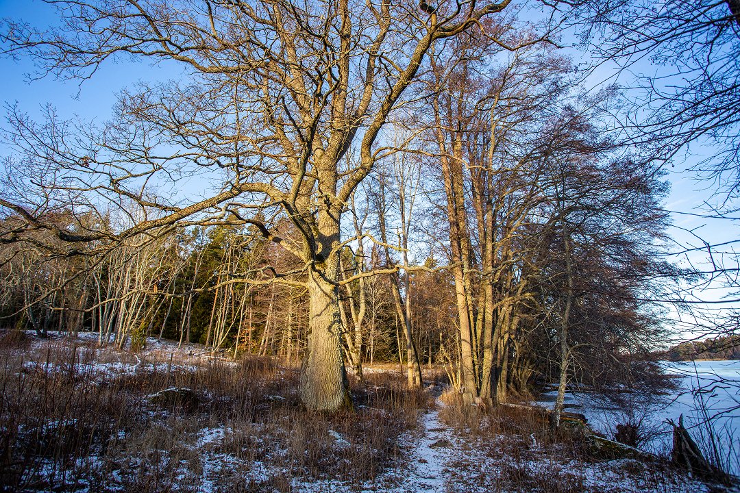 Lejondals naturreservat Bro - januari 2019 tree of light