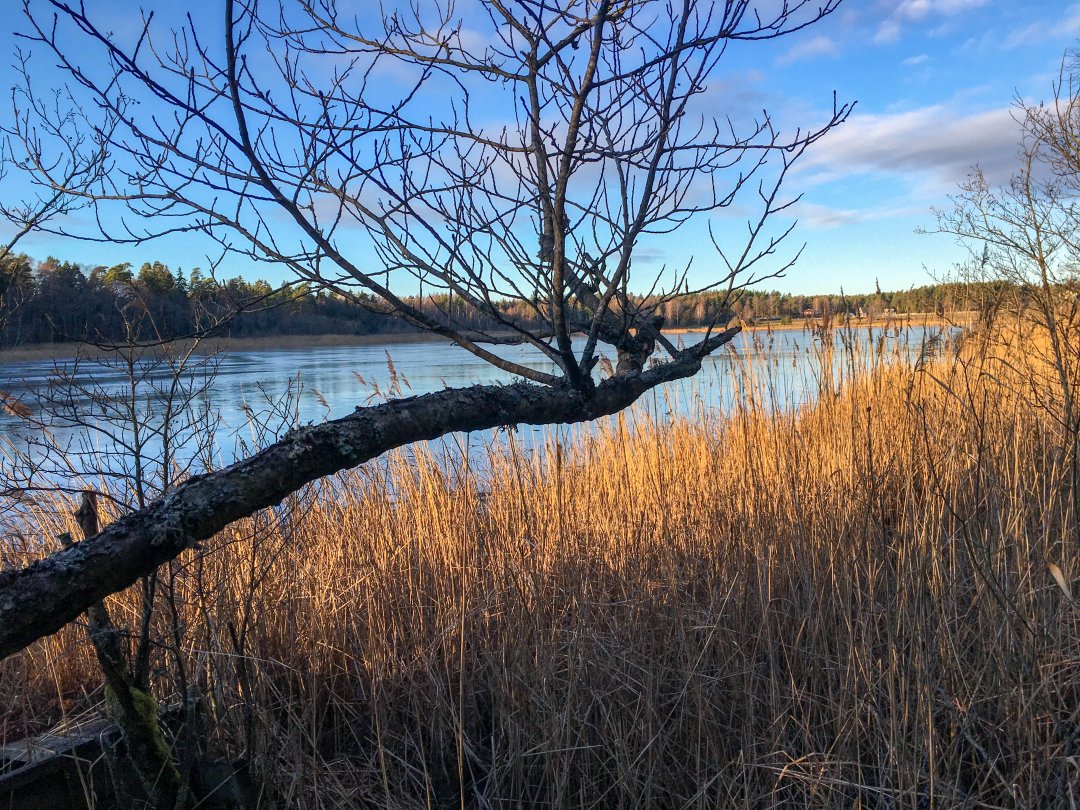 Lillsjön-Örnnässjön, Kungsängen - december 2021 vass