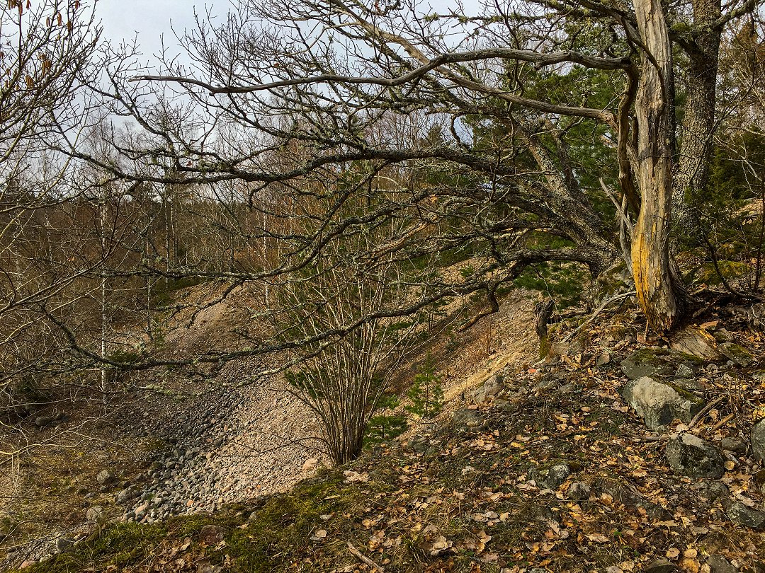 Oxhagens naturreservat - mars 2021 knotigt trad