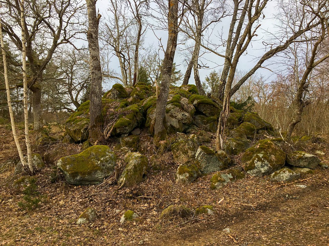 Oxhagens naturreservat - mars 2021 stenrose