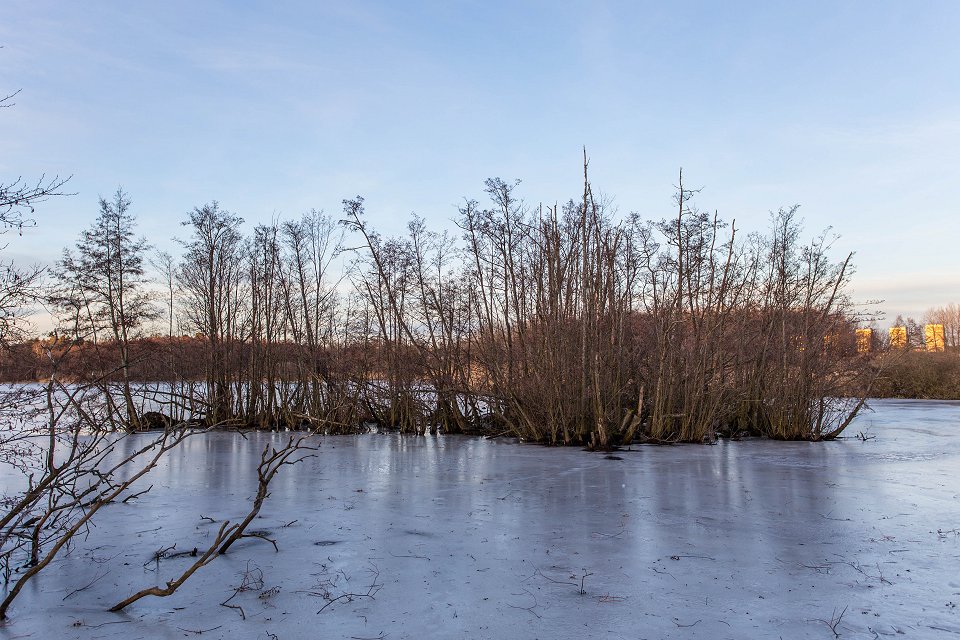 Råstasjön Solna - Januari 2017 skogsdunge ute i vattnet
