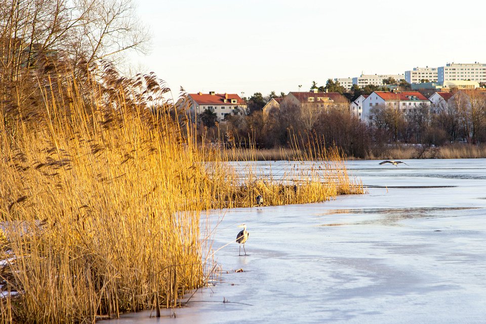 Råstasjön Solna - Januari 2017 vass is och pippi