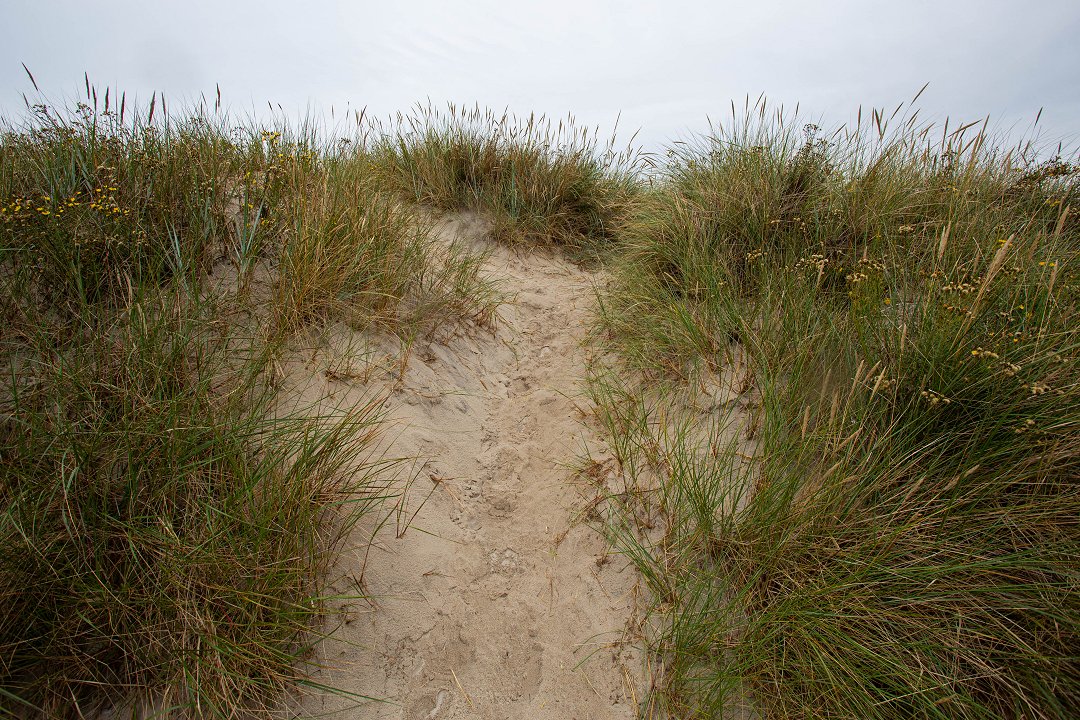 Sandhammaren Skåne - augusti 2019 gras sand