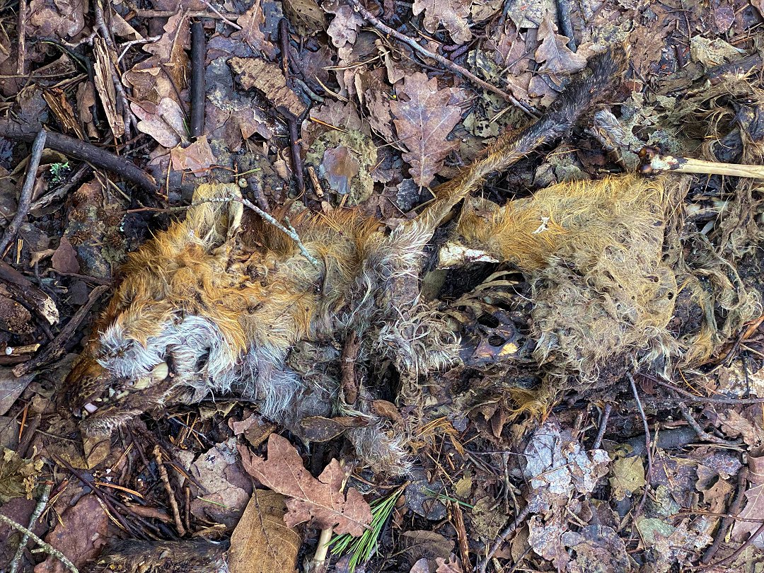 Strandskogen, Täby – februari 2023 dead fox